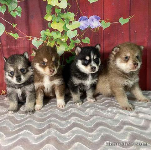 Adorables Chiots POMSKY 