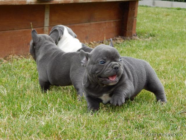 Chiots bouledogue francais bleue