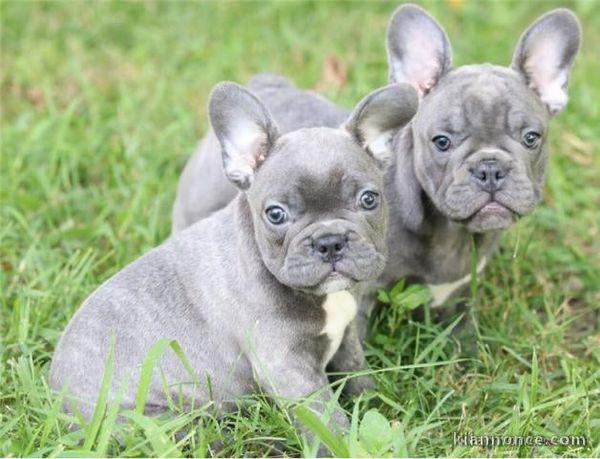 Chiots bouledogue francais bleue