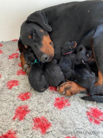 adorable chiots dobermann