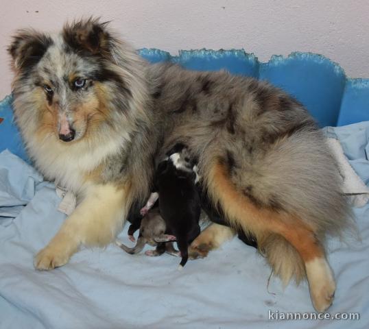 adorable chiots shetland sheepdog