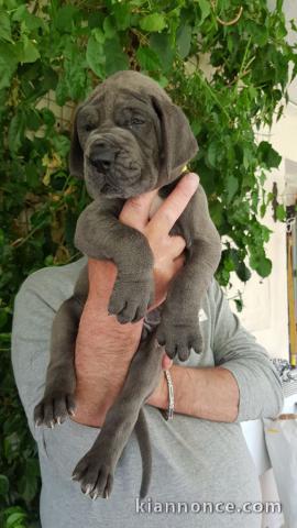 Chiots Dogue allemand