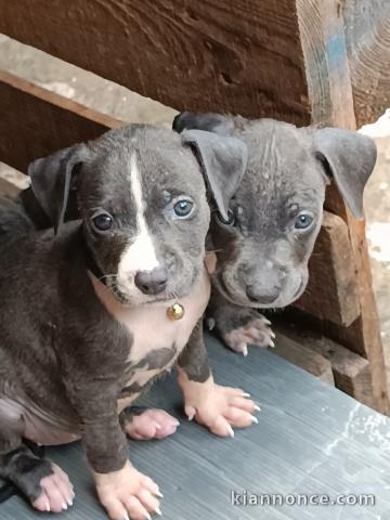  chiots croise Bully braque