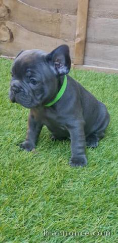 Chiots bouledogue francais bleue