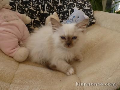 Chaton Sacre Birmanie