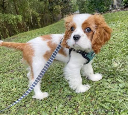 chiots de race disponible