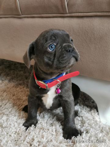 Bulldog français chiots