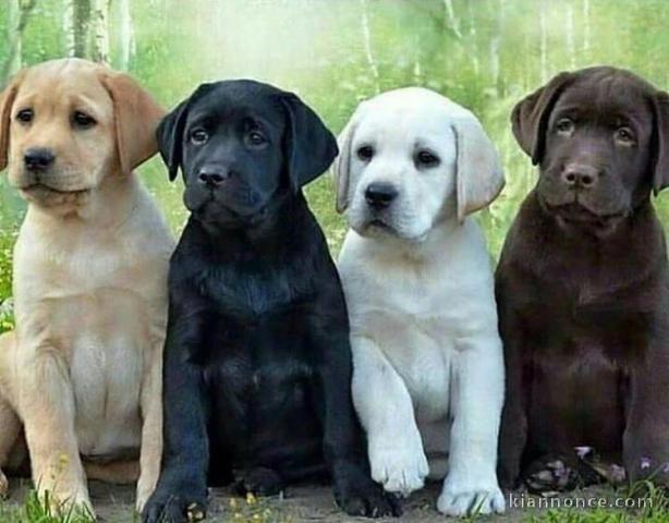 Chiots Labrador retriever 