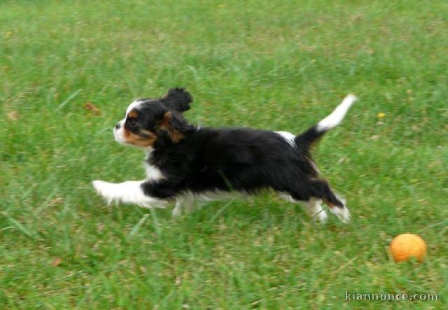 A Donner chiot Cavalier king charles