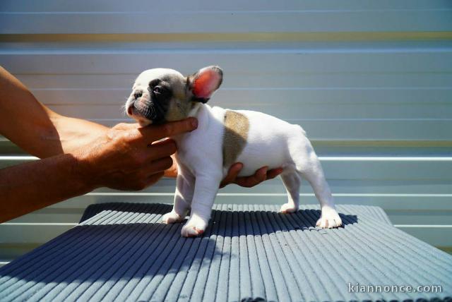 Bulldog français chiots à vendre