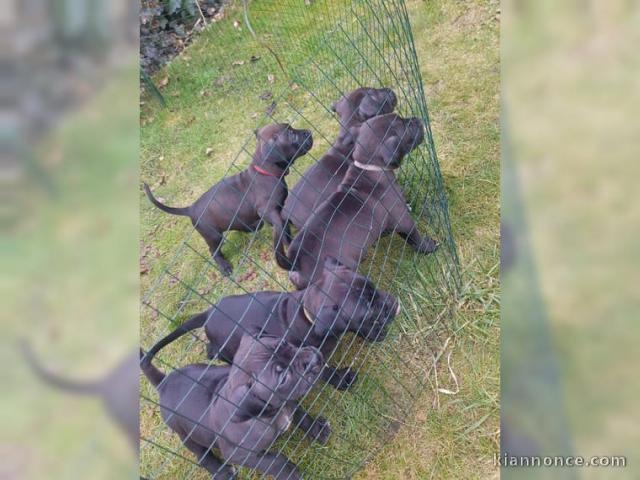 chiots de race amstaff dispo de suite