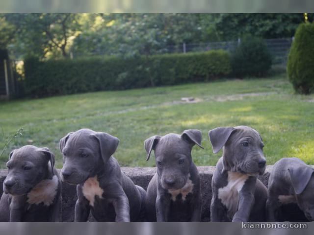 chiots de race amstaff dispo de suite