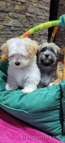 Bichon havanais chiots