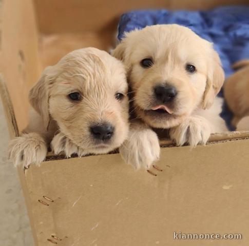 Golden retriever à donner 