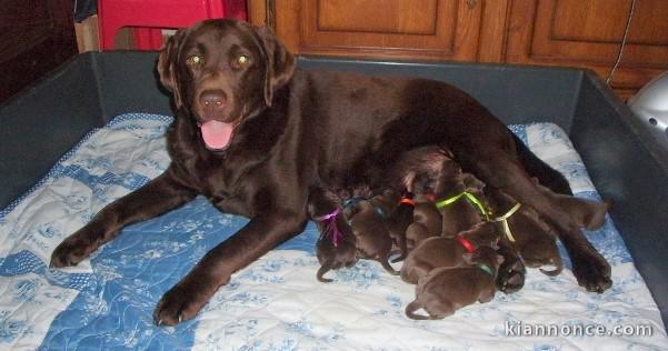 Chiots LABRADORS Marron -LOF