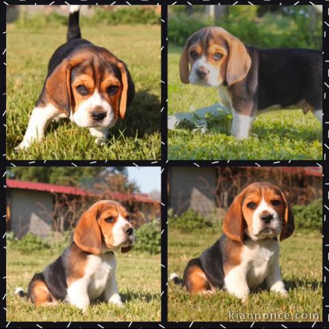 ADORABLES CHIOTS BEAGLES