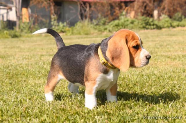 ADORABLES CHIOTS BEAGLES