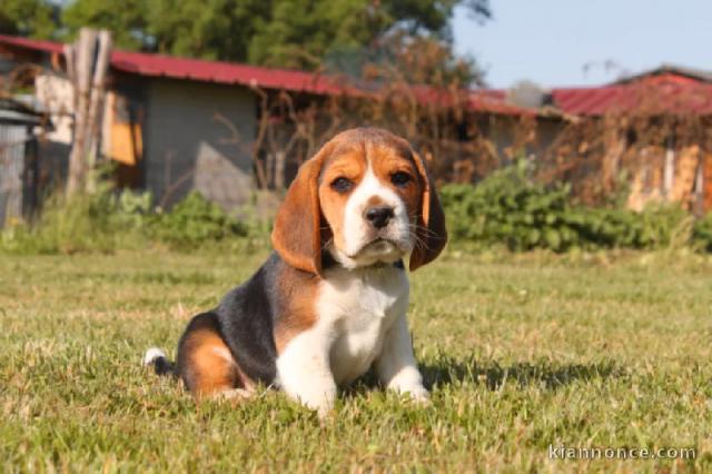 Dons Chiots Beagle Disponibles Femelles et Mâles