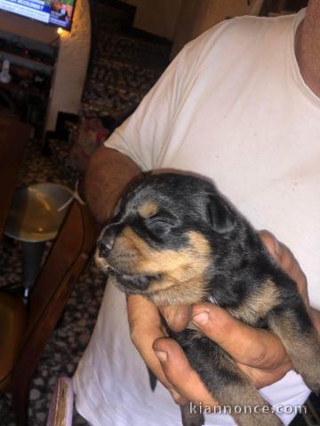 5 chiot rottweiler a la recherche d\