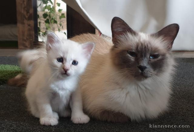 Chatons sacré de Birmanie 