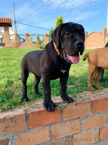 Boerboël Africain chiots