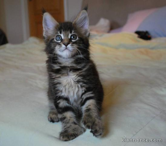 Chatons maine coon male et femelle