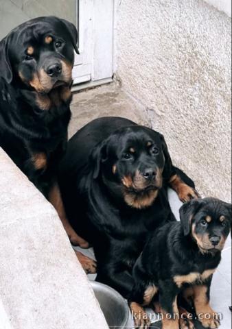 Chiot Rottweiler Luxewmbourg Ville