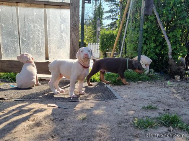 Chiots Dobermann A Donner