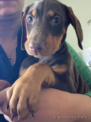 Chiots Dobermann A Donner