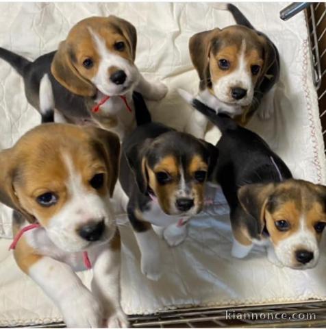 Magnifiques Chiots d’apparence Beagles de 