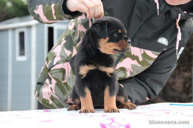 Chiots Rottweiler Adorable