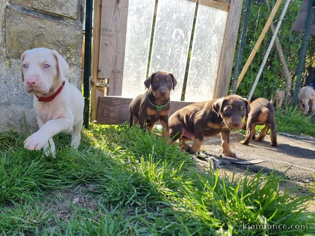  Chiots Dobermann Adoption