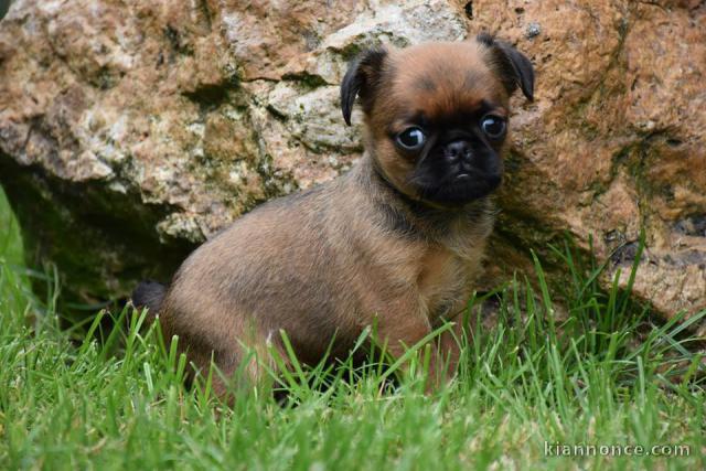 Adorables chiots Petit brabançon 