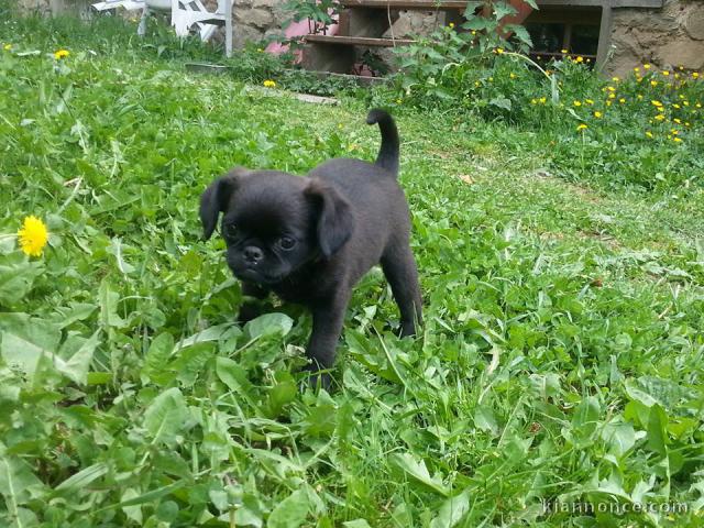 Magnifiques chiots Petit brabançon