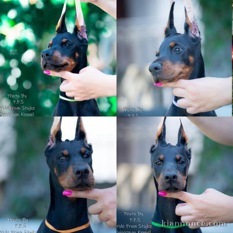 Dobermann chiots à vendre