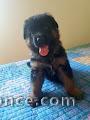 A donner Chiot Berger allemand