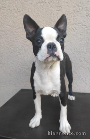 Boston Terrier chiot a vendre