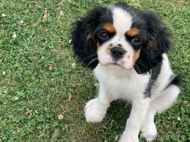 Cavalier king charles non lof 