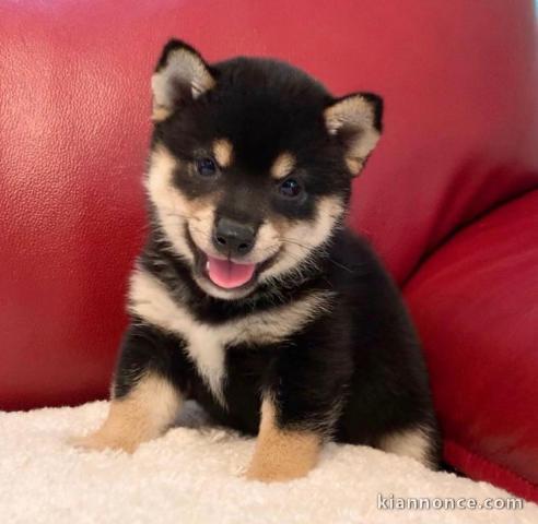 ADORABLE SHIBA INU EN ADOPTION