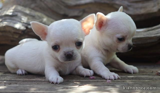 Chiot de race chihuahua 