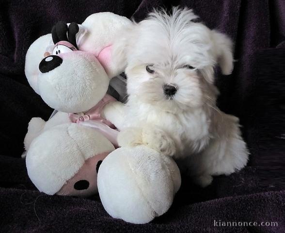 Magnifiques chiots Bichon maltais LOF