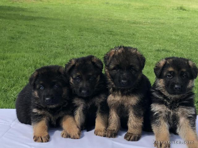 Chiots berger allemand