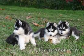 Superbes chiots Husky de siberie