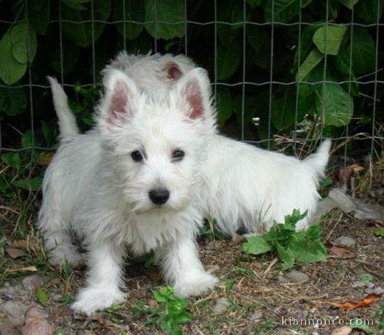 Adorables chiots westie