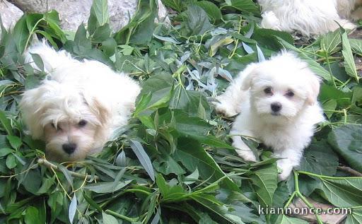 Chiot de race Bichon maltais