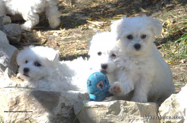 Chiot de race bichon maltais 