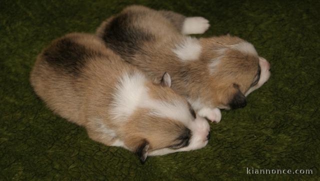 Welsh Corgi Pembroke chiots