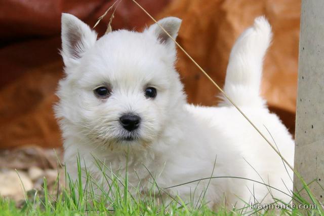 Magnifiques chiots Westie