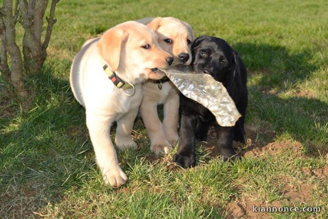 Chiot de race labrador 