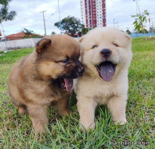 Chiot de race Chow-chow 